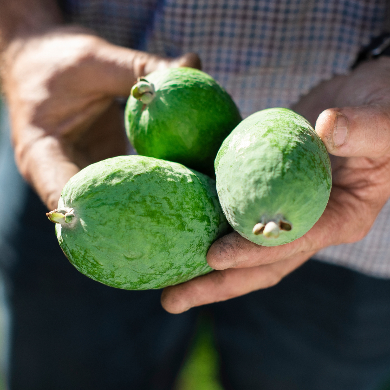 Buy Feijoa Chutney Online NZ